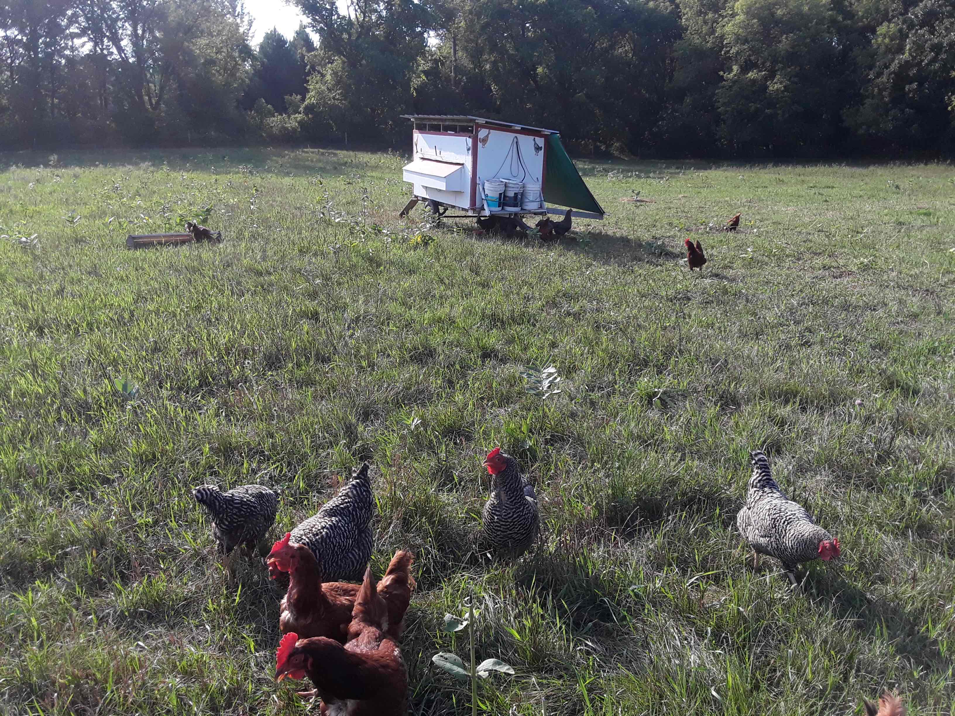 BEEF All the beef sold at Baker’s Acres is grassfed organic hay, pasture, and minerals. The